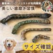 画像1: 鳥ネックサイズ４種＋ウィング1本　確認セット　 (1)