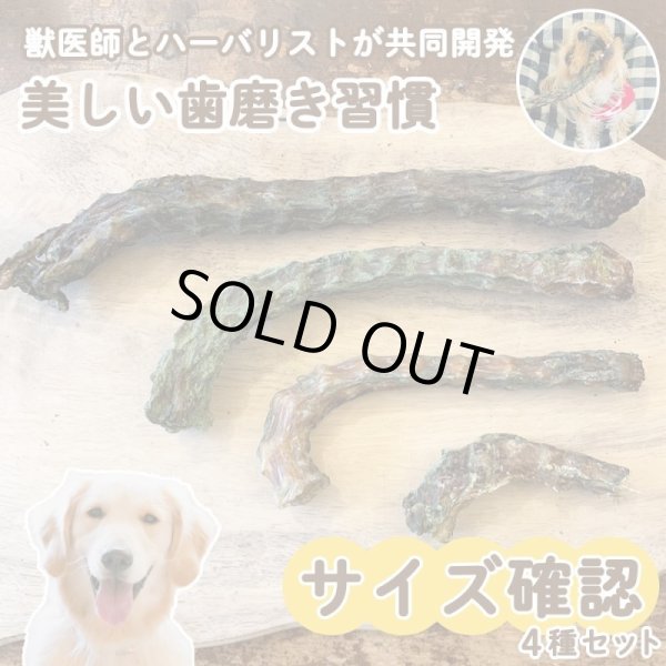 画像1: 鳥ネックサイズ４種＋ウィング1本　確認セット　 (1)