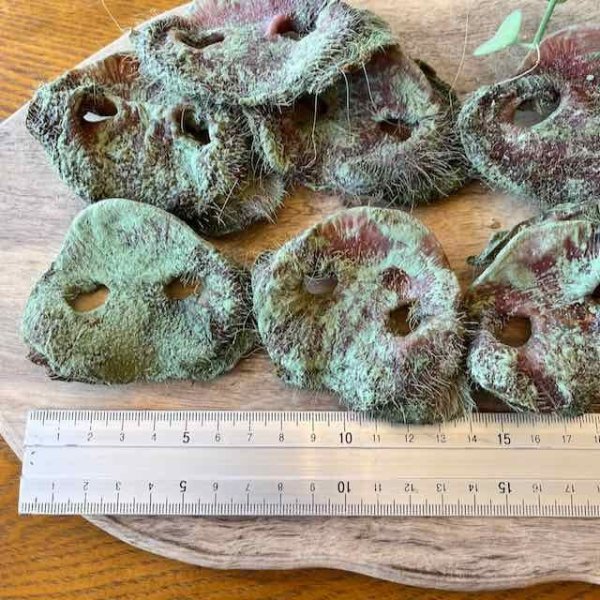 画像2: 【徳用】豚鼻　120g 約７個 (2)