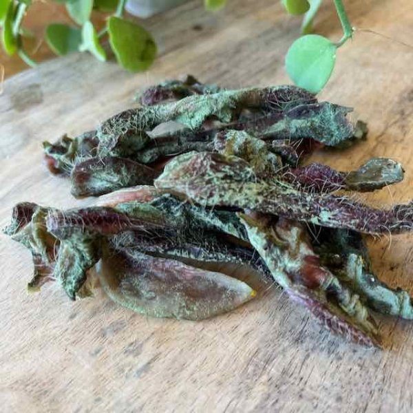 画像1: 豚鼻カット 30g小型犬向き (1)