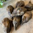 画像1: バラエティー定期コース (1)