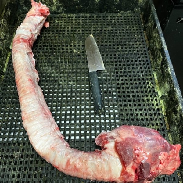 画像1: 【予約販売】宮崎牛ウルテ１本 (1)